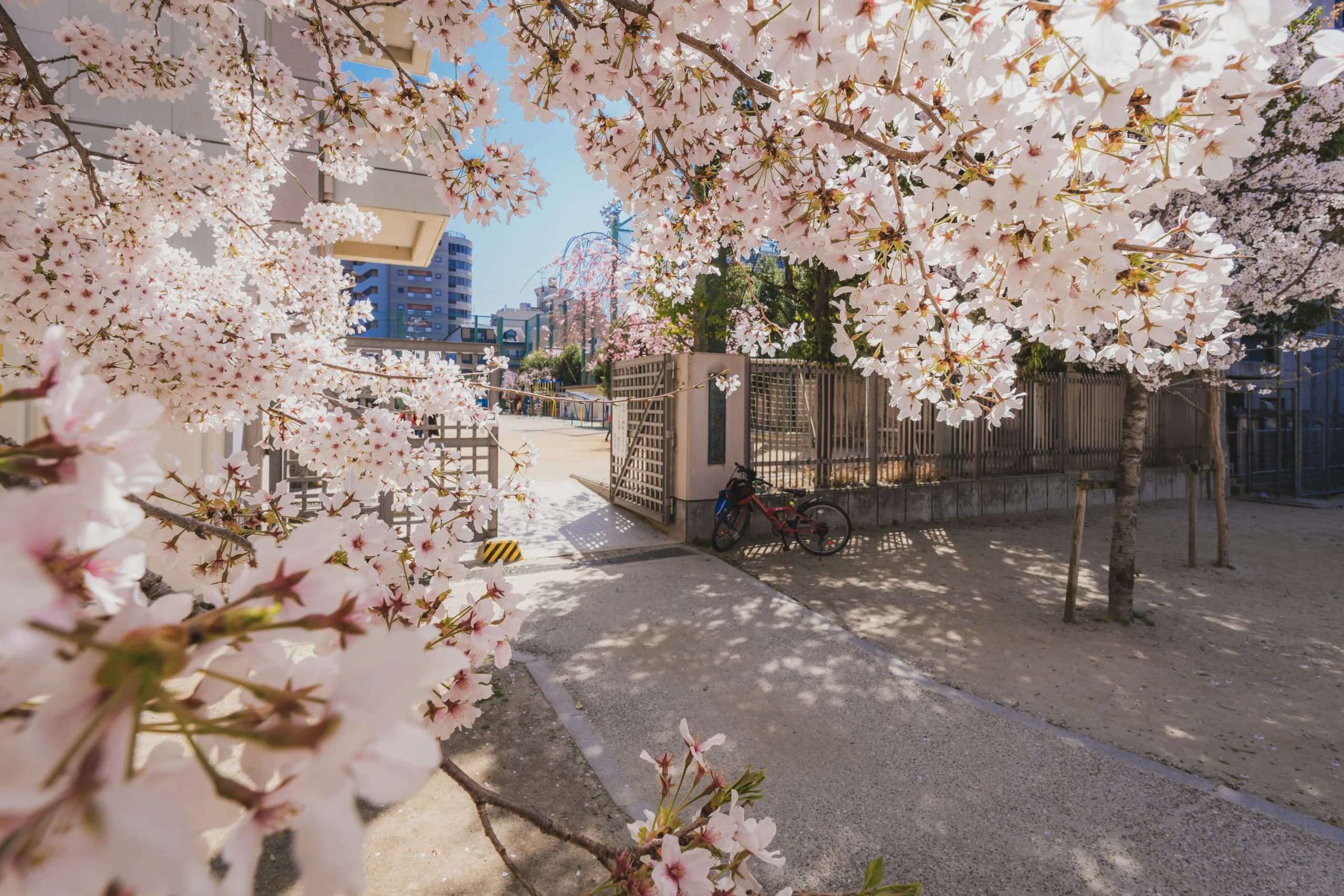 Cherry trees in full bloom over a quiet neighbourhood street